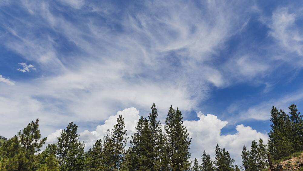 Wispy Clouds Above Trees in Summer