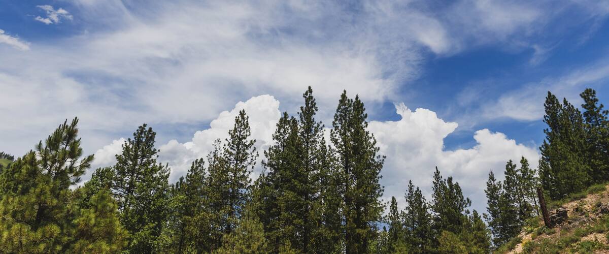 Wispy Clouds Above Trees in Summer