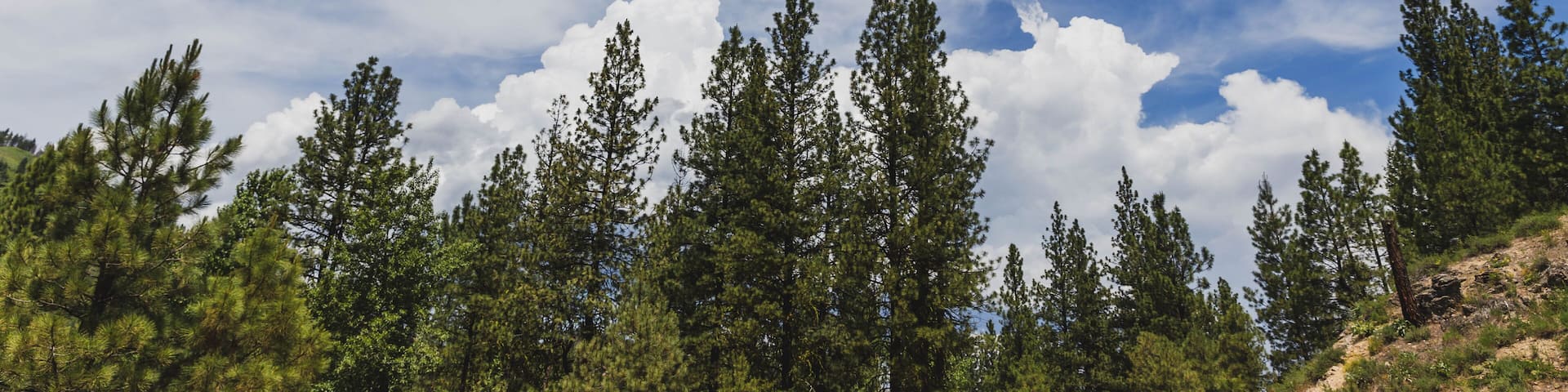 Wispy Clouds Above Trees in Summer