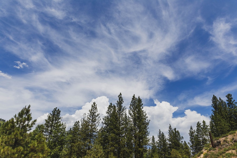 Wispy Clouds Above Trees in Summer