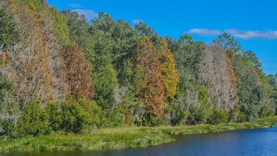 The beautiful tree lined Hurrah Lake in Alafia River State Park, Lithia, Hillsborough County, Florida