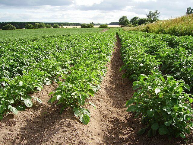 Tattie Field. Potatoes seem to do well in the sandy soils on the slopes of the Millbuie ridge.
