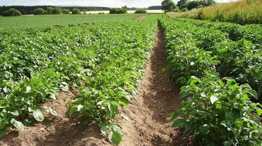 Tattie Field. Potatoes seem to do well in the sandy soils on the slopes of the Millbuie ridge.