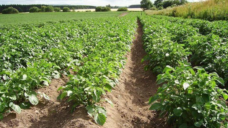 Tattie Field. Potatoes seem to do well in the sandy soils on the slopes of the Millbuie ridge.