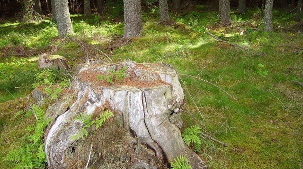 Holy Wood. Remains of a previous generation.