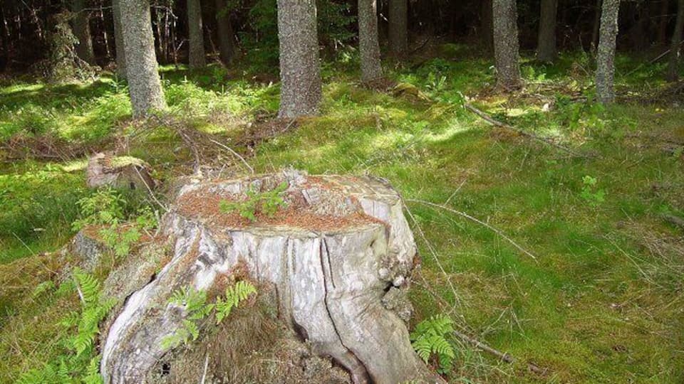 Holy Wood. Remains of a previous generation.