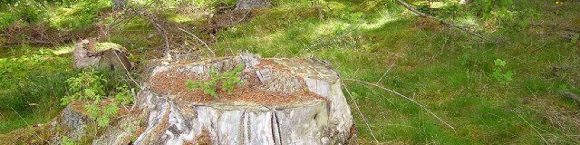 Holy Wood. Remains of a previous generation.