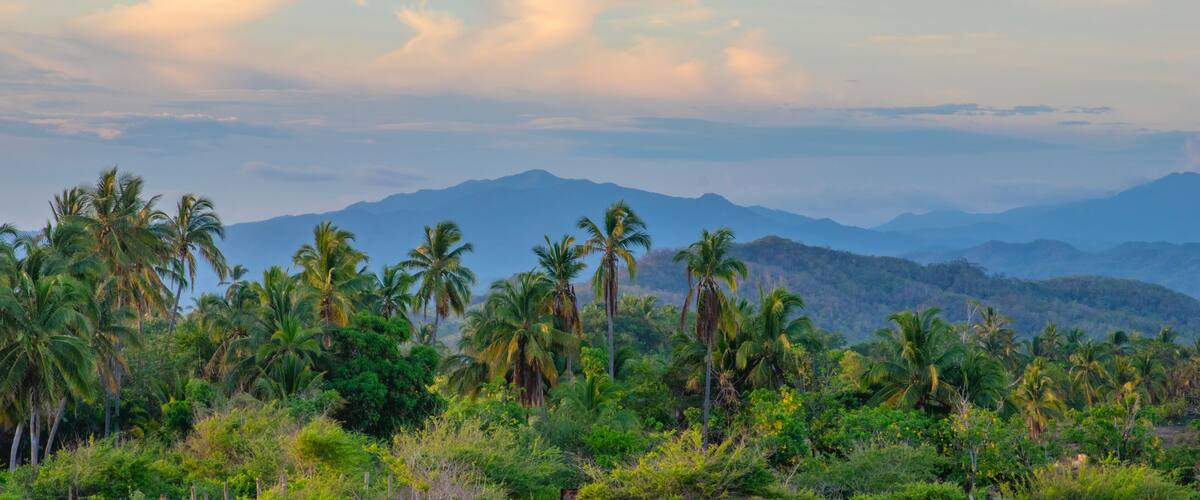 A tropical landscape with palm trees and mountains in the background.
