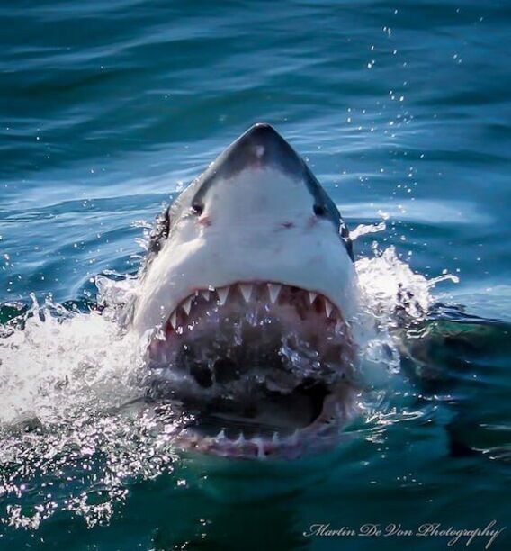 Decent organization to dive with. Clarity is much better however in the sea of Cortez.