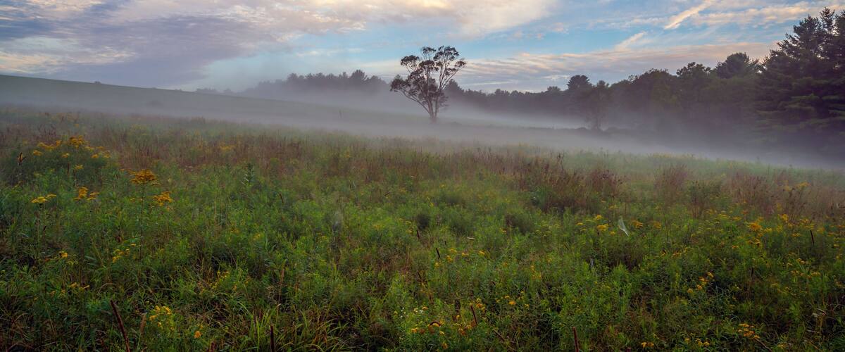 A solitary tree in a misty field with a backdrop of a cloudy sky and dense forest.