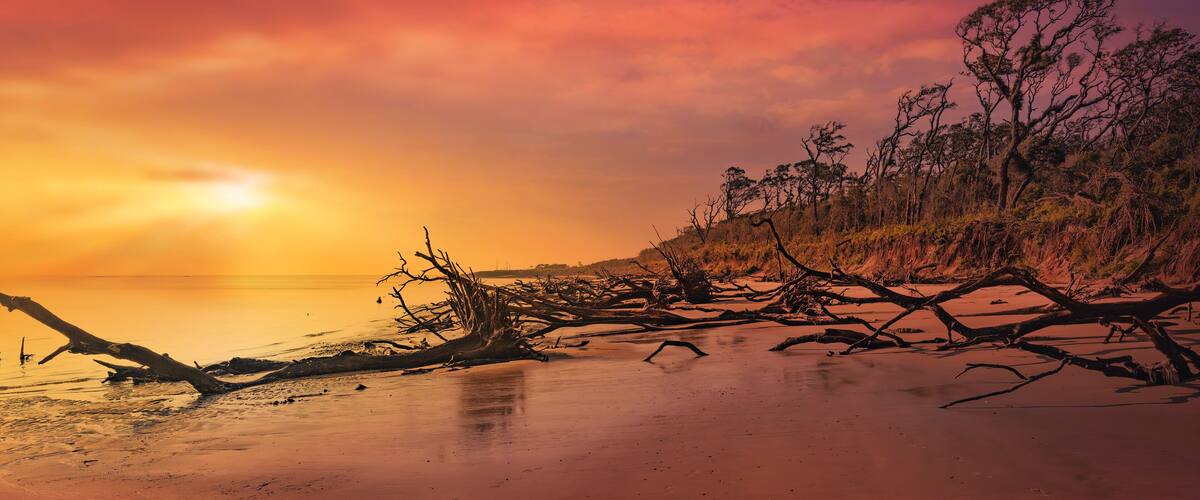 American Pitbull Terrier