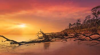 American Pitbull Terrier