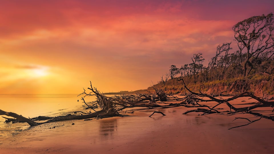 American Pitbull Terrier