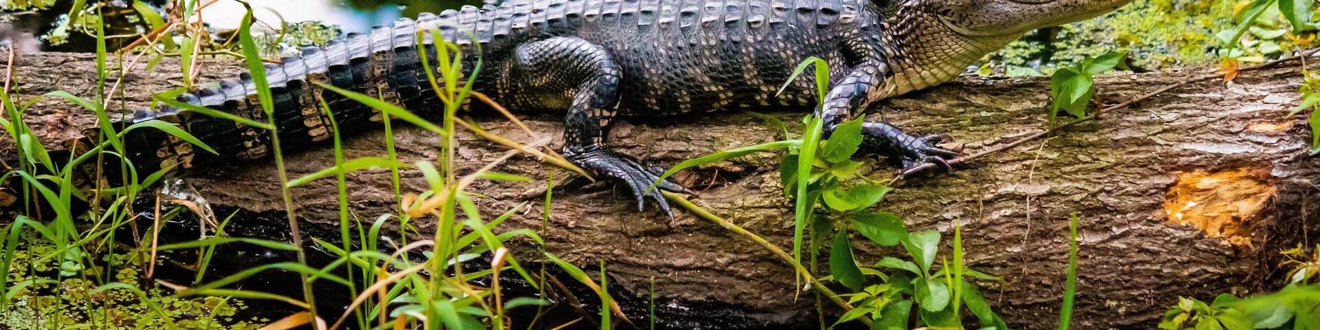 Alligator on log