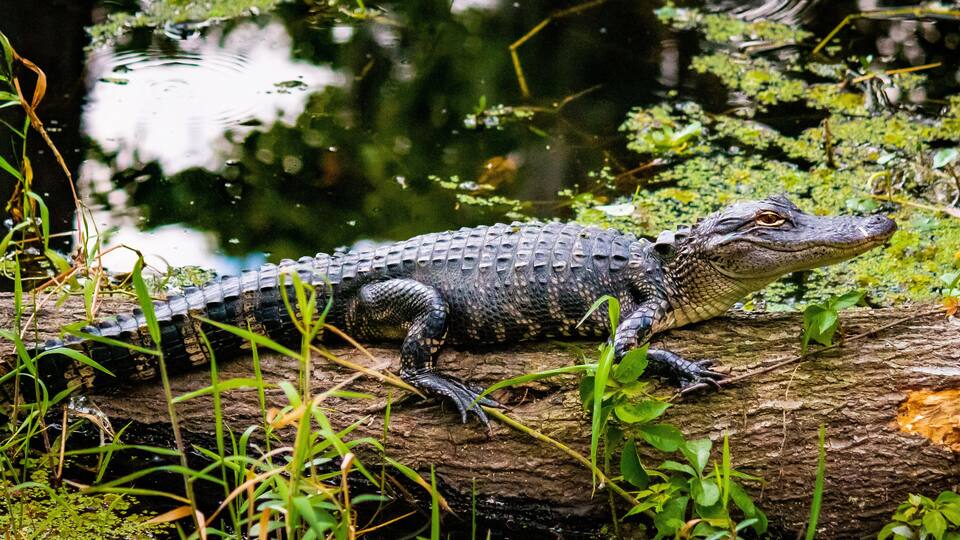 Alligator on log