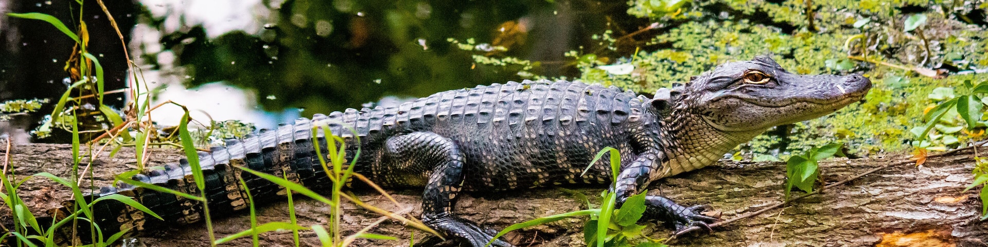 Alligator on log