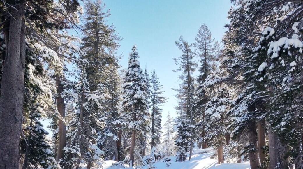 View from the tent. Wish I can wake up to this every morning! #snow