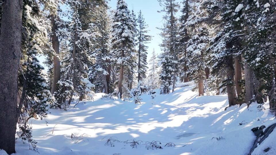 A snow-covered forest path with tall evergreen trees.