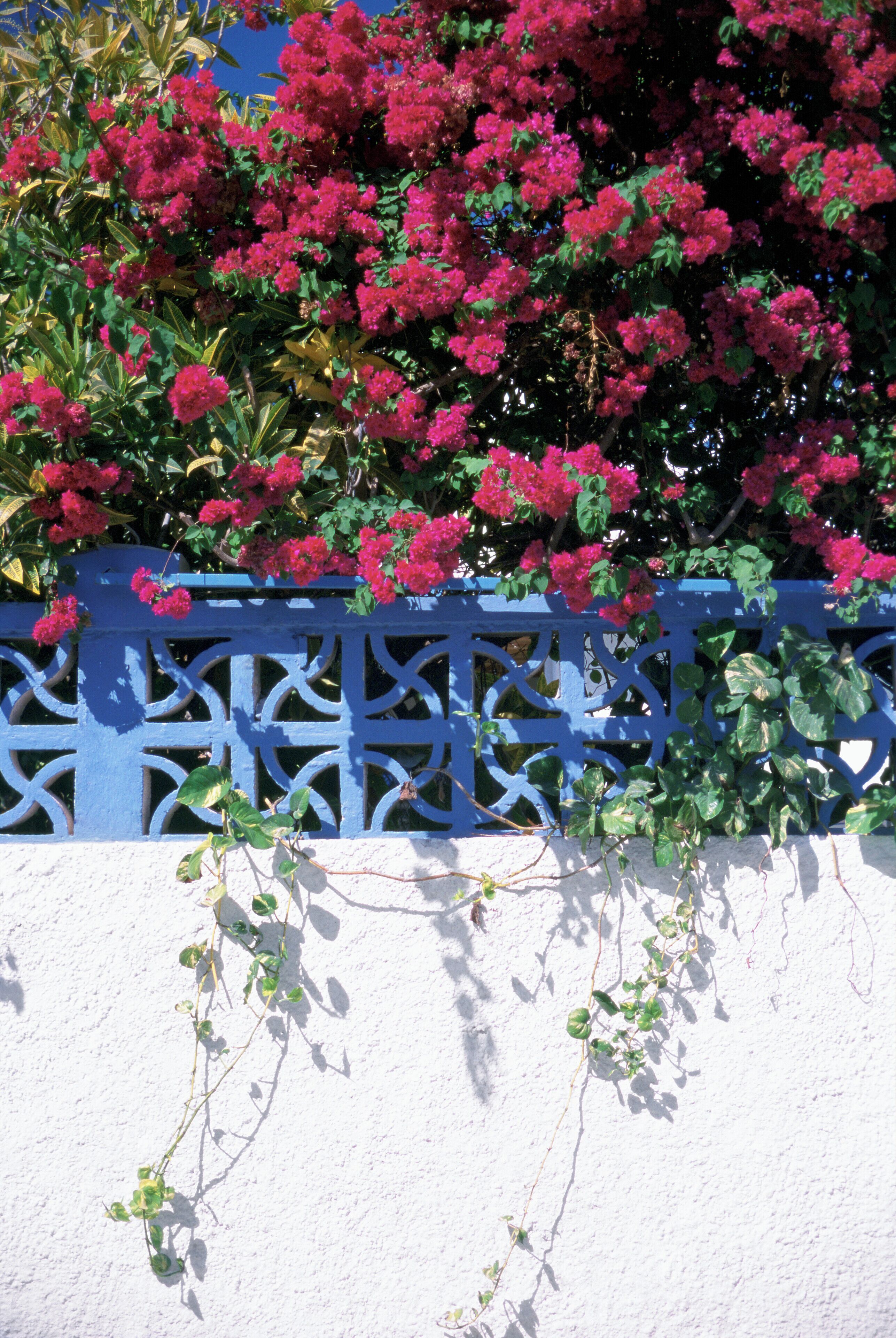 Una cerca azul adornada con flores rosadas y hojas verdes.