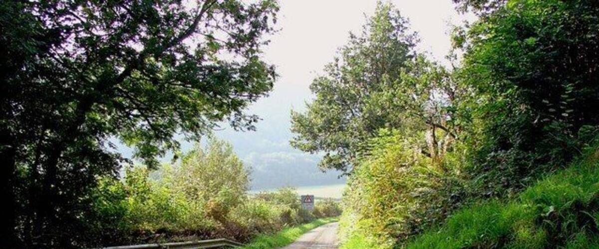 A rural road flanked by dense greenery and trees.