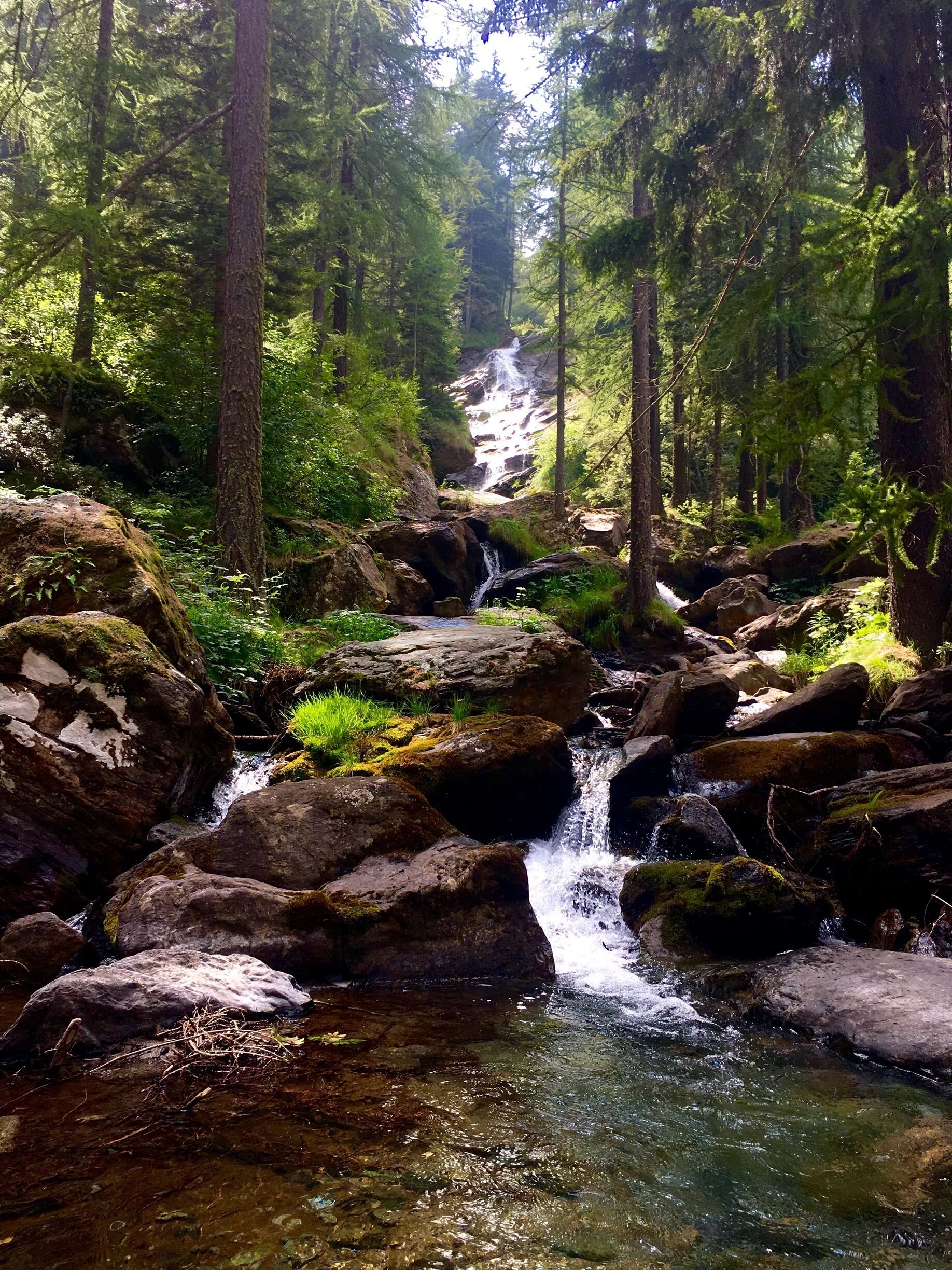 A forested area with a small waterfall and a stream.