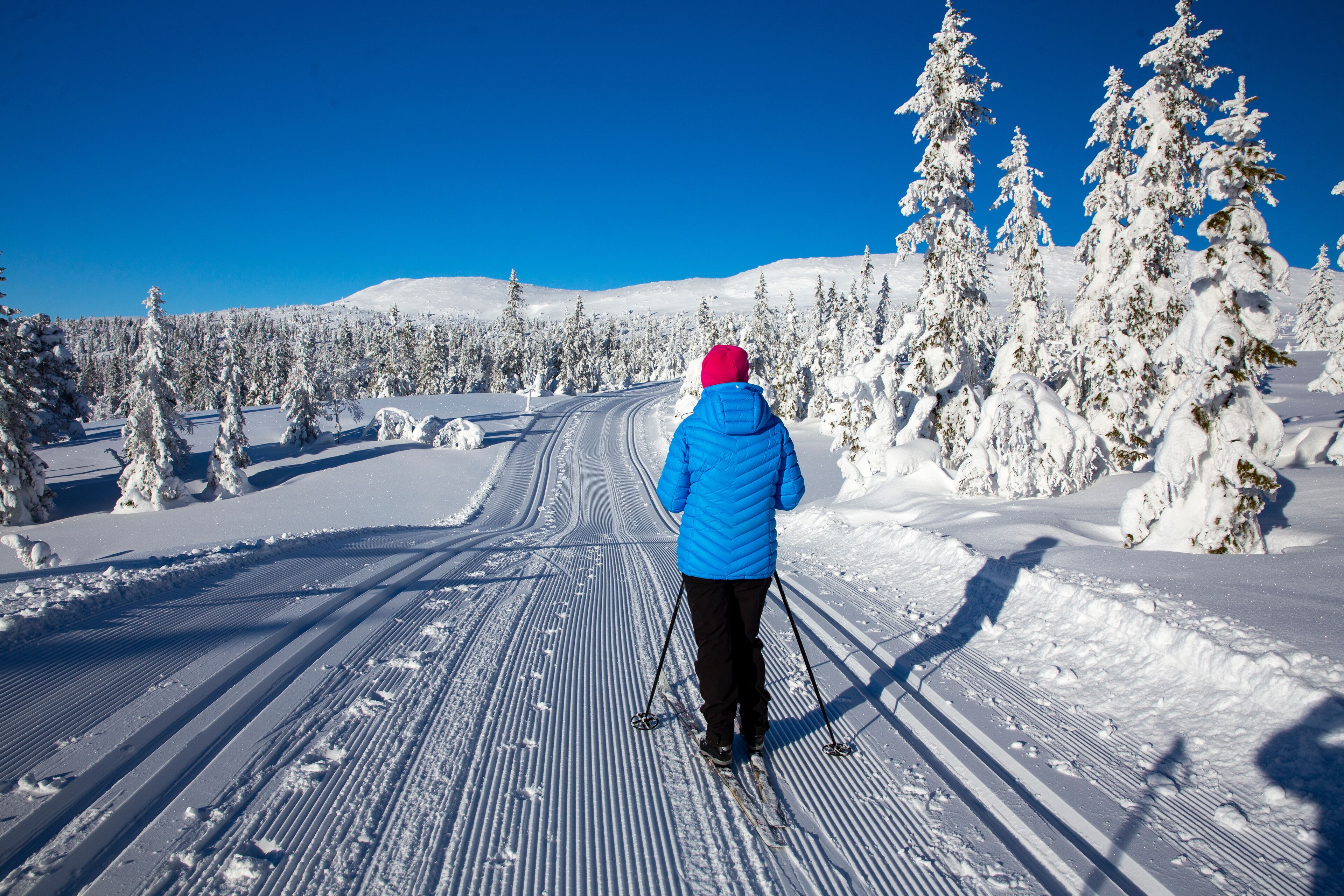 Skiing in the Trysil mountains, Innland county Norway