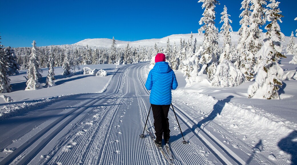 Skiing in the Trysil mountains, Innland county Norway