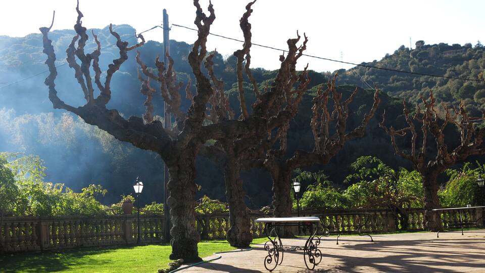 A park with a unique twisted tree, a paved walkway, and a bench.