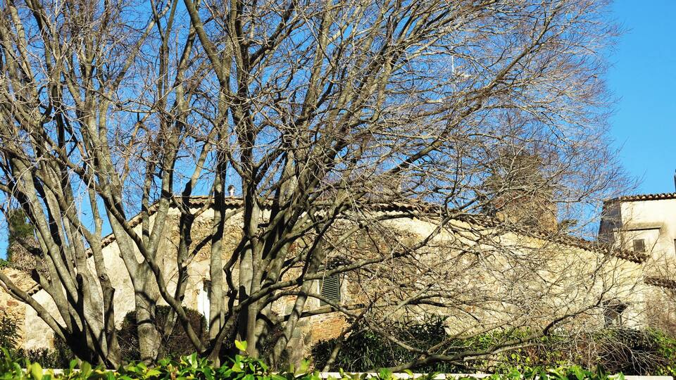 A tree-lined street with a stone building and a clear blue sky.