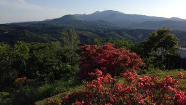 A mountainous landscape with lush greenery and a prominent cluster of red flowers in the foreground.