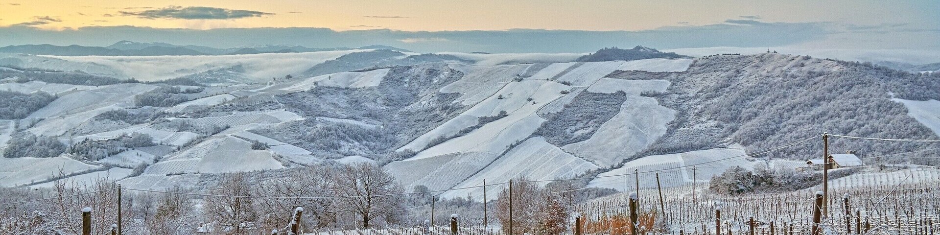 Vinhedo coberto de neve com colinas ondulantes e céu claro.