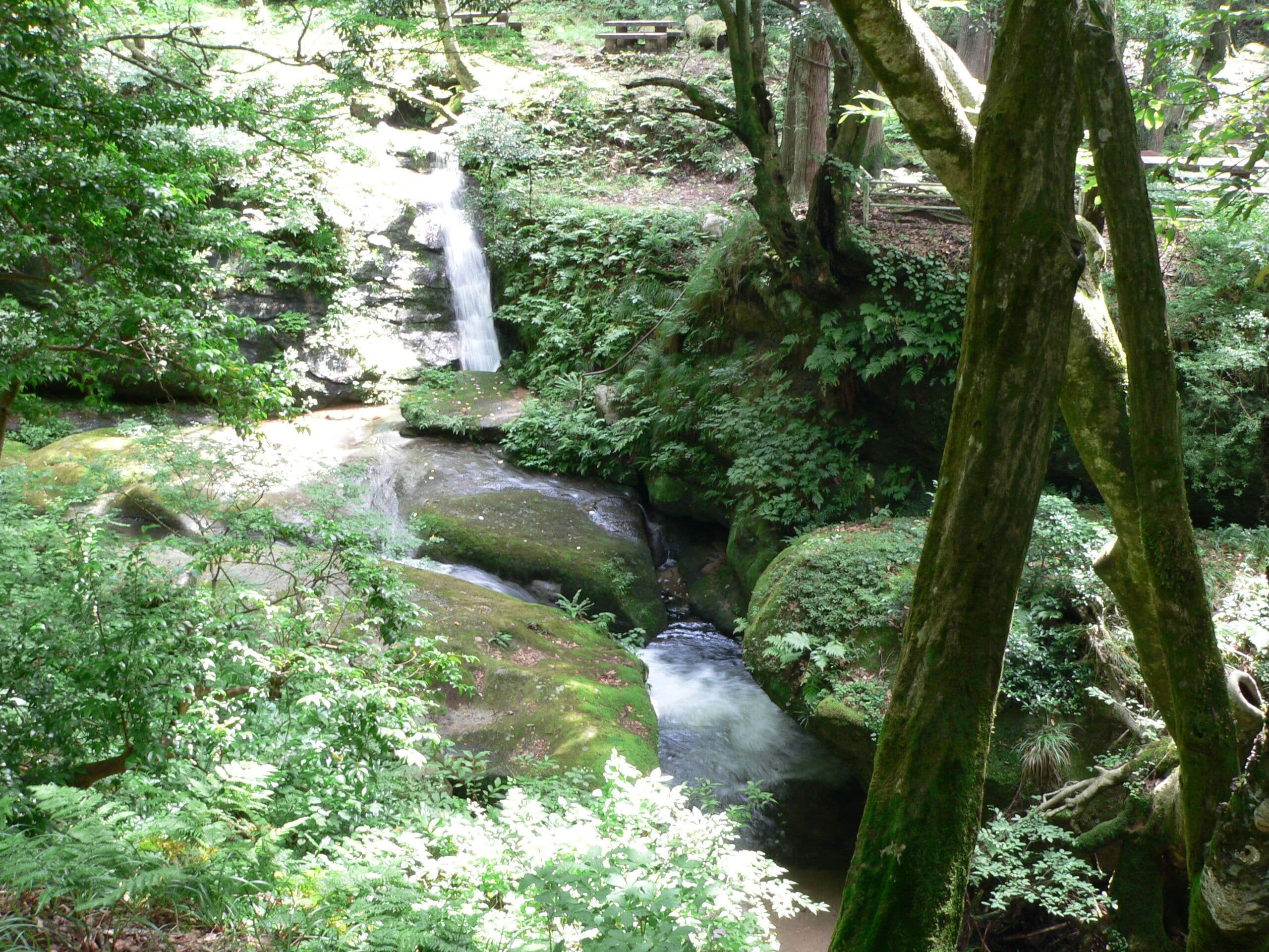 A forested area with a small waterfall and a stream.
