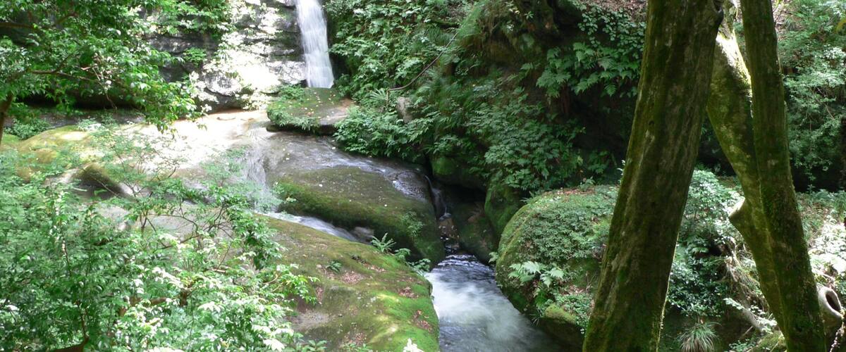 A forested area with a small waterfall and a stream.