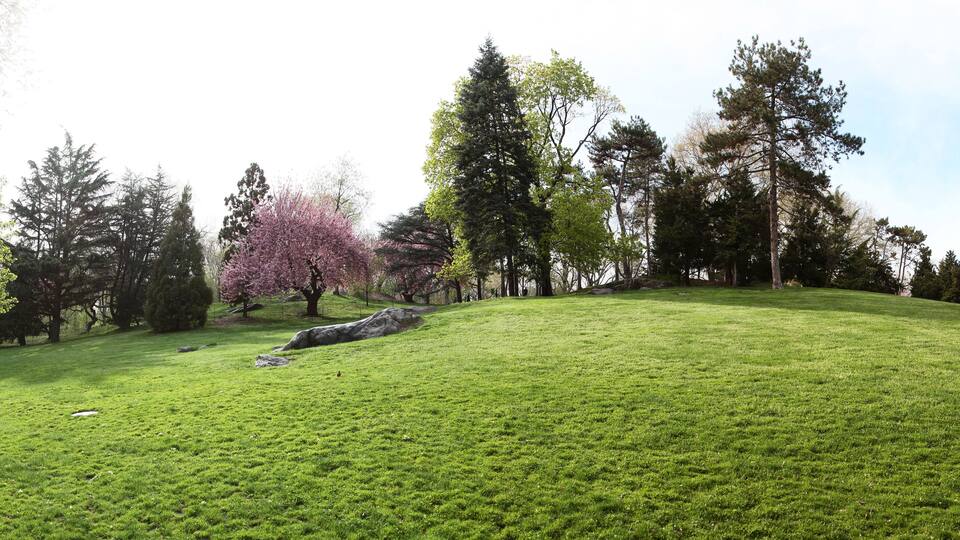 Cherry tree in blossom on Cedar Hill. Central Park. New York. USA.
