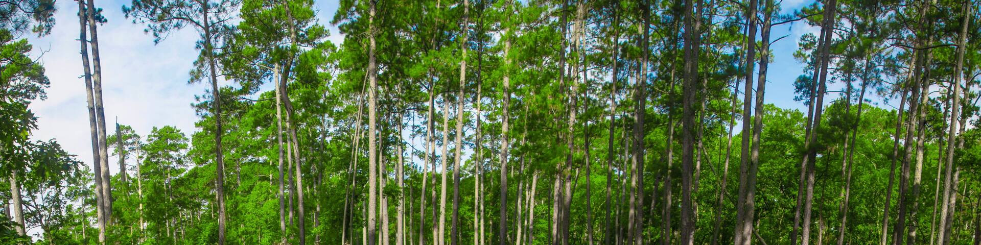 Lone Star Hiking Trail in San Jacinto County, Texas