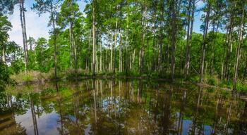 Lone Star Hiking Trail in San Jacinto County, Texas