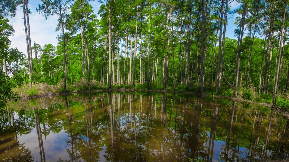 Lone Star Hiking Trail in San Jacinto County, Texas
