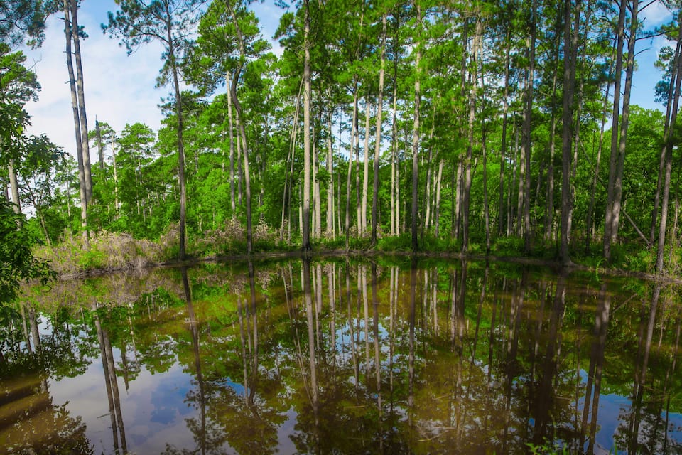 A dense forest with tall trees and a calm water body reflecting the greenery.