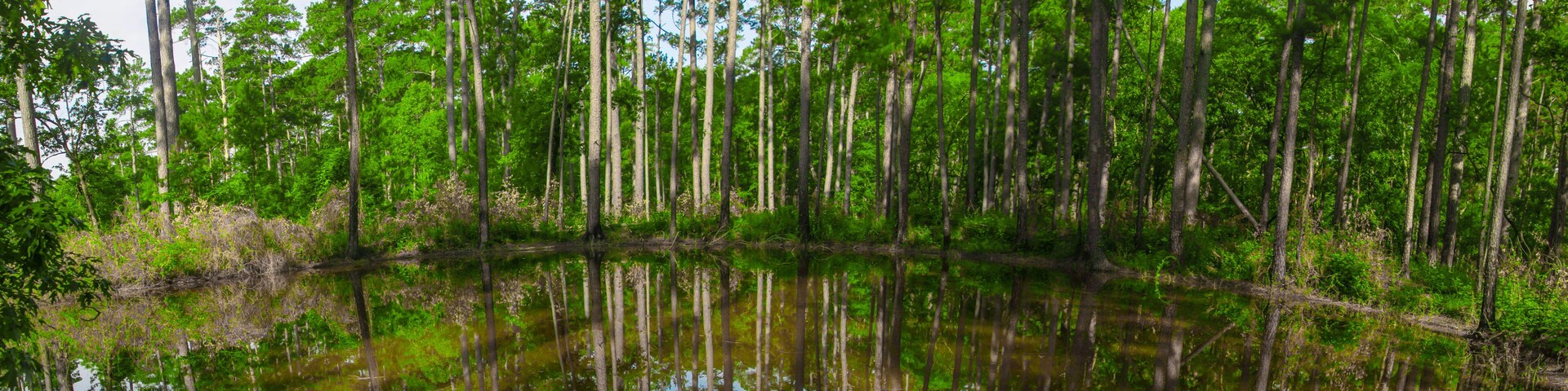 Lone Star Hiking Trail in San Jacinto County, Texas