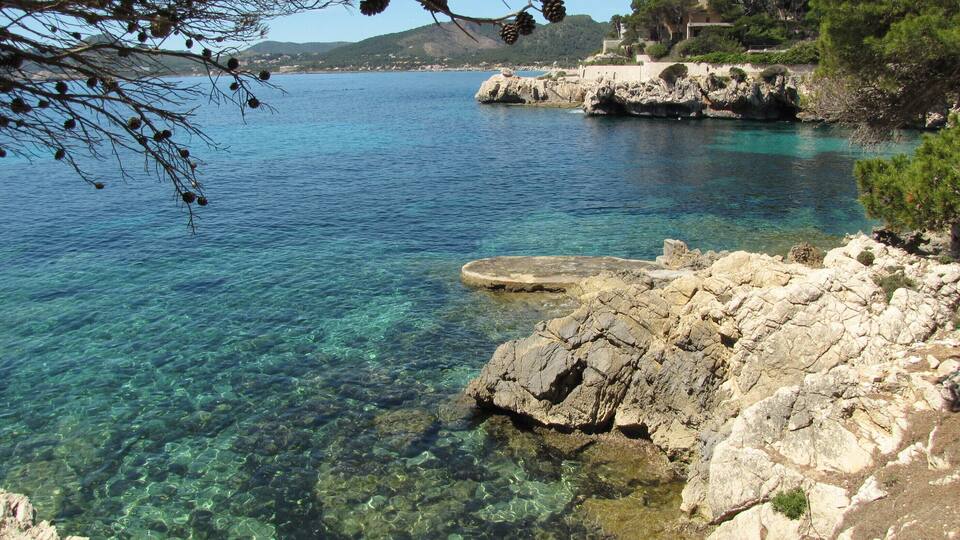 A clear coastal area with rocky shores and pine trees.