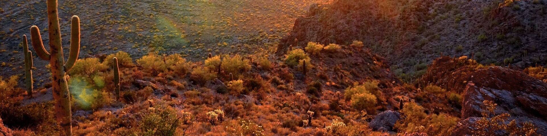 A desert landscape with a cactus in the foreground and a sunset in the background.
