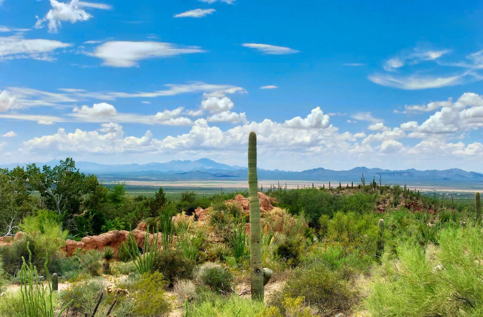 A desert landscape with a prominent cactus, green shrubs, and distant mountains under a partly cloudy sky.