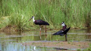 Woolly-necked stork in Bardia national park, Nepal