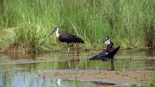 Woolly-necked stork in Bardia national park, Nepal