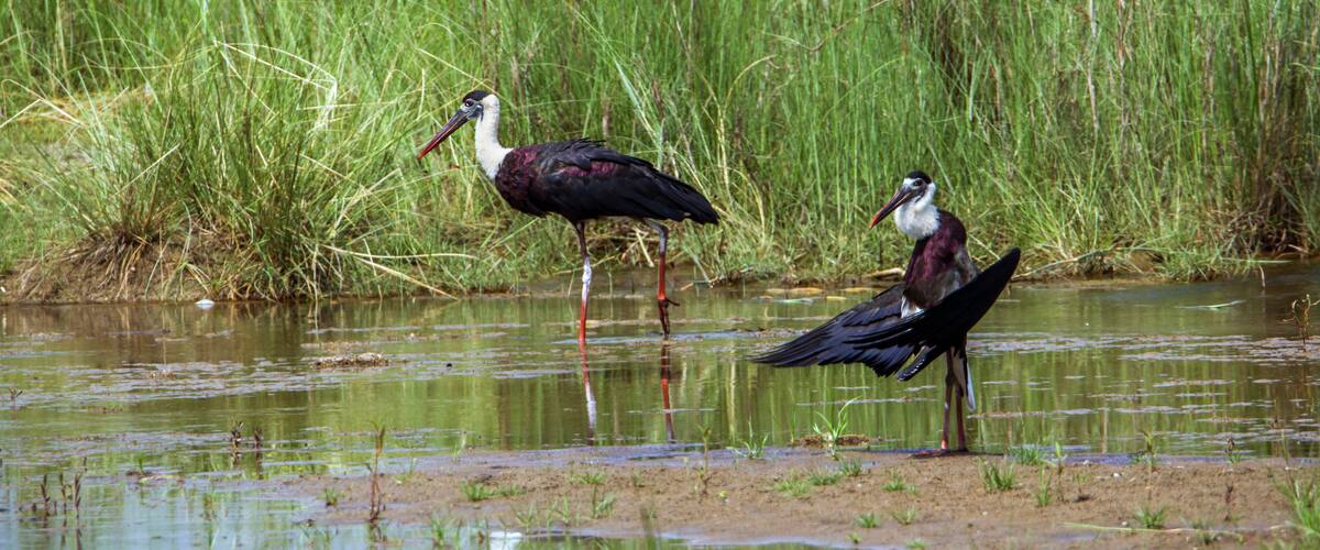 Two birds standing in shallow water with tall grass in the background.