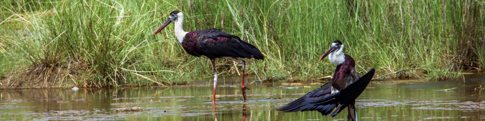 Two birds standing in shallow water with tall grass in the background.