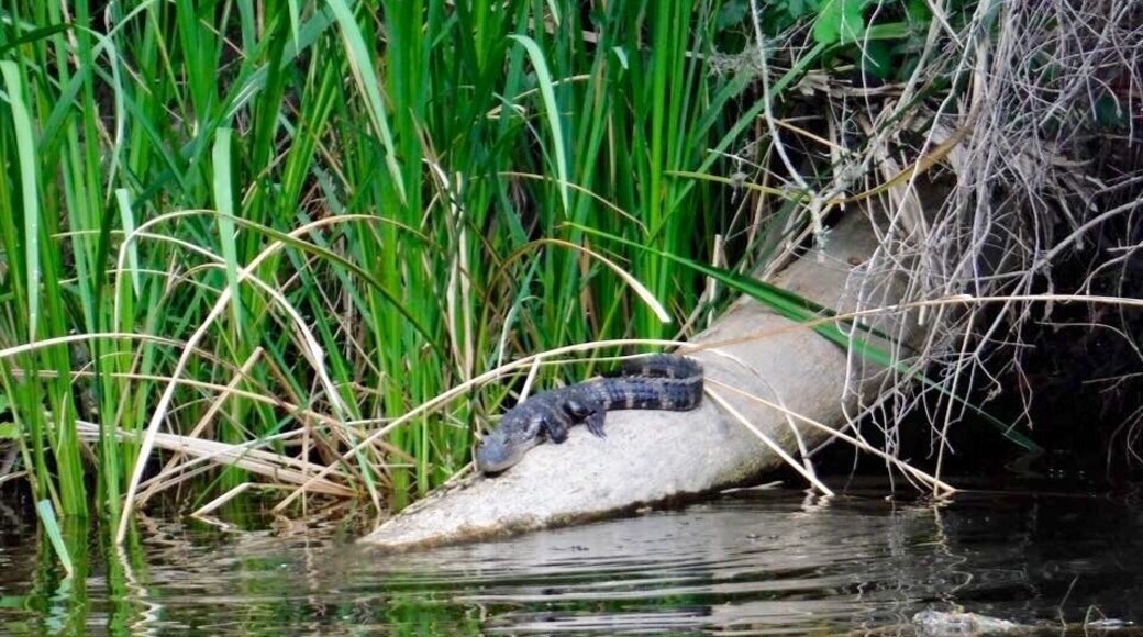 Little gator warming up