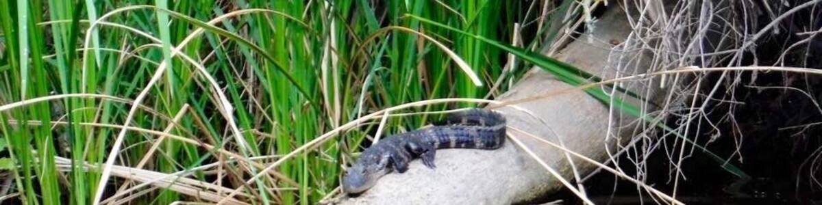 Little gator warming up