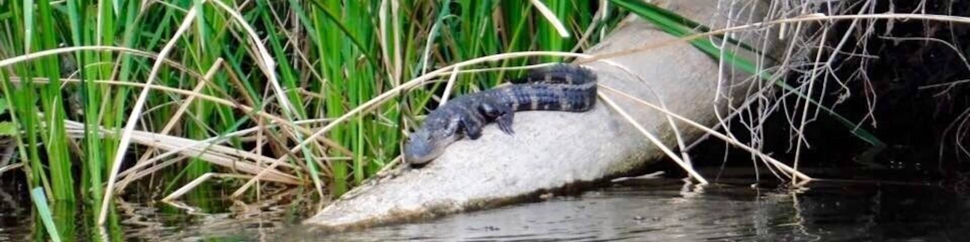 Little gator warming up