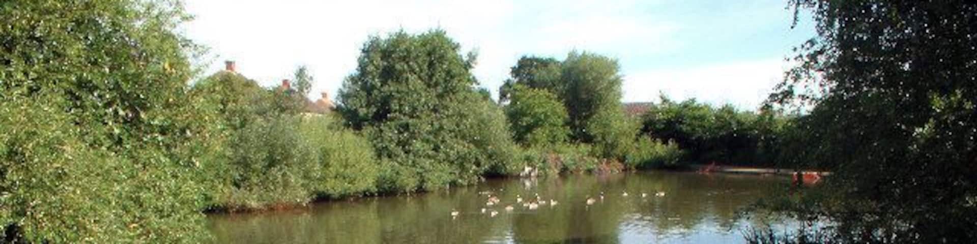 Millers Pond, Shirley, Croydon. An ornamental pond in a small park, Millers Pond was one of three ponds near a house called Spring Park which was also the name of the surrounding estate. Access from Shirley Way, Farm Lane and Worcester Close.